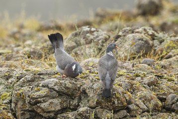 Woodpigeon - Columba palumbus, beautiful colorful pigeon from European forests, Eastern Rodope mountains, Bulgaria.