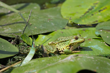 Close-up of a green marsh frog (Rana Ridibunda). Green edible frog, pool frog