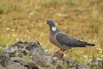 Woodpigeon - Columba palumbus, beautiful colorful pigeon from European forests, Eastern Rodope mountains, Bulgaria.