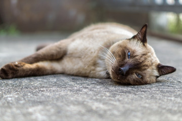 Close-up of a Lazy seal brown cat sleeping on stone floor. selective focus 