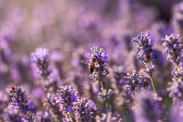 Blooming lavender in a field at sunset.