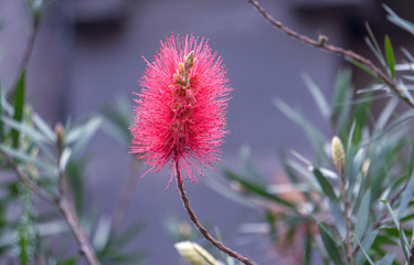 Close-up of Red Bottlebrush Flower or Callistemon Citrinus