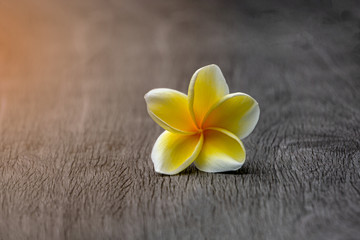 Fototapeta na wymiar Close-up single white plumeria flower on Wooden floor texture with ray of sunshine. selective focus and copy space