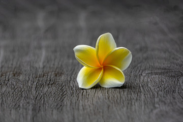 Fototapeta na wymiar Close-up single white plumeria flower on Wooden floor texture and selective focus. copy space