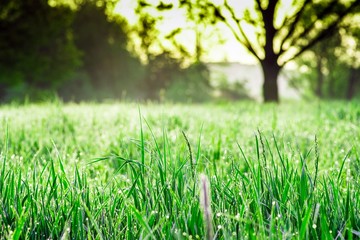 łąka pokryta rosą