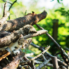 Gorgeous domestic short-haired kitty is sneaking through a pile of thick branches.  Selective focus. A beautiful bokeh is visible in a background.