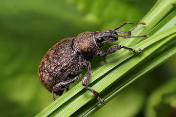 Beetle weevil runs on  a blade of grass.

