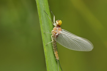 Macro of a small  mayfly resting on a blade of grass. 
