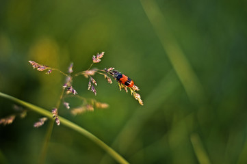 macro