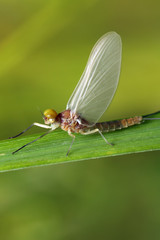 Macro of a small  mayfly resting on a blade of grass. 
