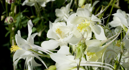 plant of Aquilegia Vulgaris, group of large white flowers, in full bloom of spring, yellow pistil,...