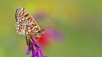 Euphydryas orientalis  122