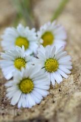 Obraz premium Amazing daisies, Bellis perennis flower heads on wooden table, flowering plants with white pink petals and yellow center