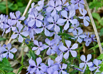 Purple Phlox