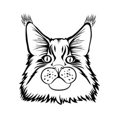 Male maine coon cat with beautiful brushes on the ears with curious serious look. Black contour. Graphic style. Vector illustration. Isolated.