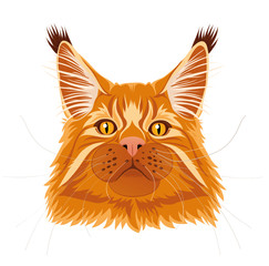 Male red solid maine coon cat with beautiful brushes on the ears with curious serious look. Vector illustration. Isolated.