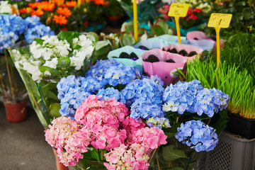 Hydrangea flowers on farmer market in Paris, France