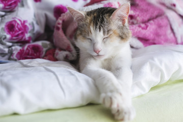 Fototapeta na wymiar Cat sleeping at home. Pet under blanket