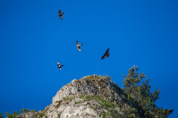 Fototapeta na wymiar Eagle and ravens fight about domination over hill in Polish Jurassic Highland