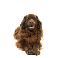 Big brown New Foundland dog lying down looking at the camera isolated on a white background