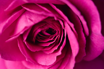 Close up beautiful pink rose flower background,wedding background. Soft blur focus, macro mode.
