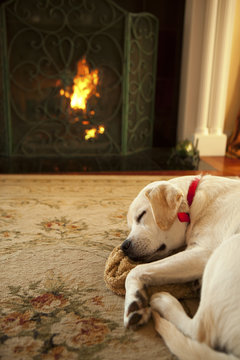 Dog sleeping in front of a fireplace