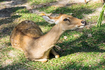 Khao Kheow Open Zoo in Pattaya