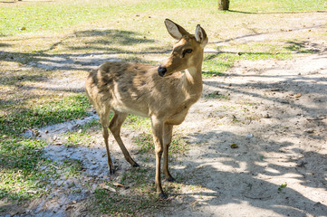Khao Kheow Open Zoo in Pattaya