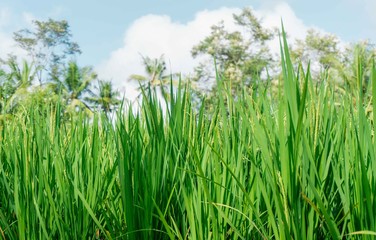 Growing green rice field in foreground with blue sky in background, Ubud, Bali Island, Indonesia