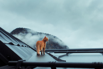 Rudy kot przemierzający dachy - obrazy, fototapety, plakaty