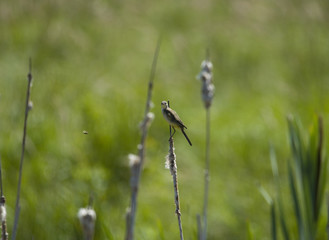 Juvenile Yellow Wagtail on a reeds at Svartsjö, Stockholm