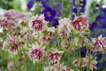 plant of Aquilegia Vulgaris, pink and white flowers, in full bloom of spring, yellow pistil, variety Nora Barlow, family of Ranunculaceae, gardening, sun light, background, Italy