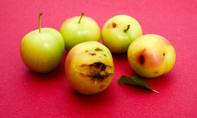 pure organic plum fruit