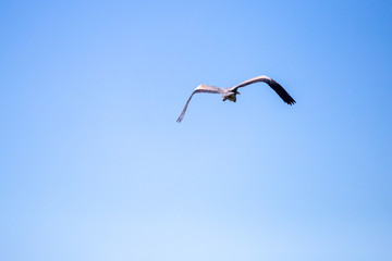 Grey Heron Ardea cinerea in flight, Vinnitsa region, Ukraine.