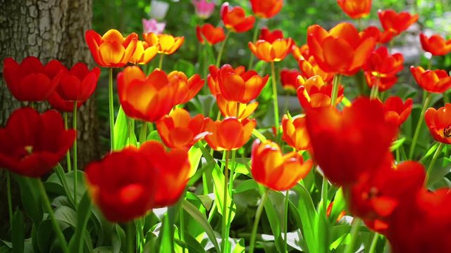 Red tulips sway on wind on green background