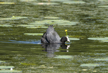 Coot in a pond with water lilies at Drottningholm, Stockholm