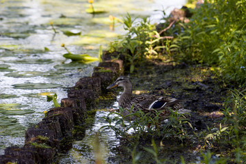 Mallard at a pond at Drottningholm, Stockholm