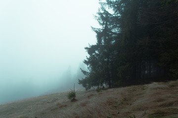 Fototapeta Wejście do lasu nieopodal polany obraz
