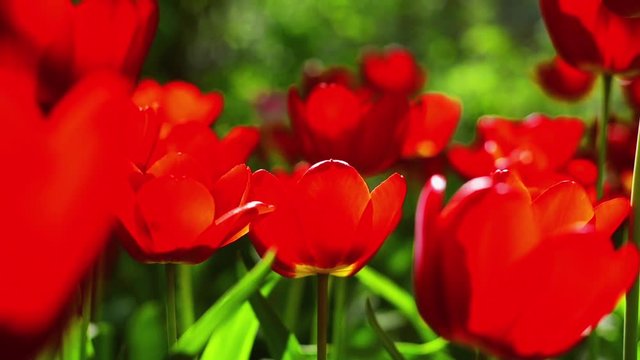 Red tulips sway on wind on green background