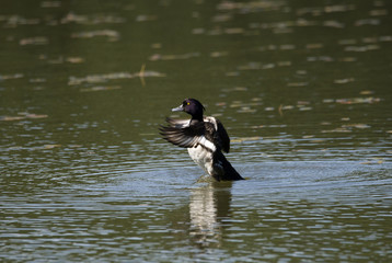 Coot flapping with wings after preening i a pond at Drottningholm, Stockholm