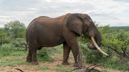 Elefant im afrikanischen Busch mit großen Stoßzähnen
