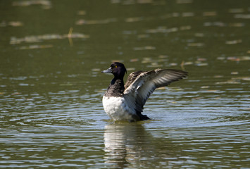 Coot flapping with wings after preening i a pond at Drottningholm, Stockholm