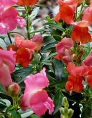 Snapdragon