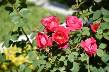 pink roses in the summer sun up close.  beautiful garden flowers