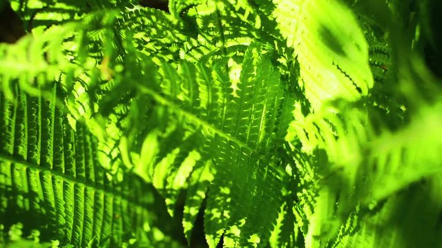 Silver Tree Ferns swaying on the wind in sunny day in sub-tropical rain-forest

