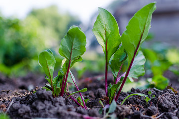 A red buryak grows in the garden. Useful red beet