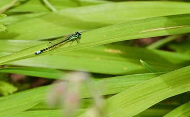 Blue Dragonfly