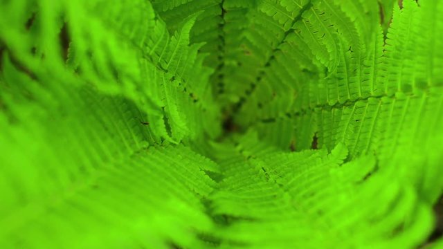 Closeup center of leaves Silver Tree Ferns swaying on the wind in sunny day