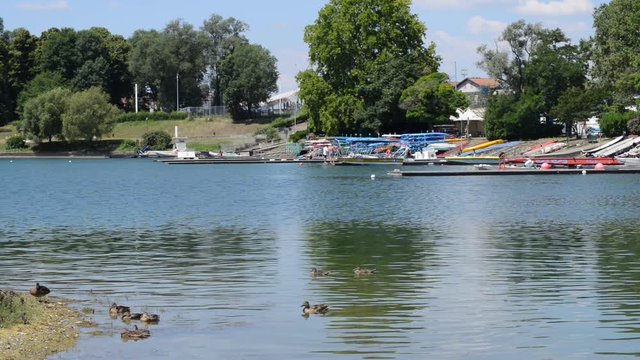 anatre sulle rive del lago si puliscono e si lavano con cura