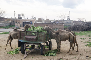 Camels eating Leaf